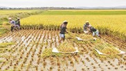 什么是农业种植规范化