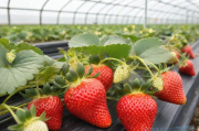 草莓的最新种植技术,草莓的最新种植技术与管理