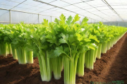 芹菜大棚种植技术,大棚种植芹菜一般周期是多少天