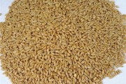 小麦种子是小麦种植的关键-小麦收获前种子要怎样解决 (小麦种子是小麦吗)