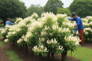 金银花树苗价格金银花种植技术,金银花树苗图片大全
