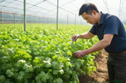 香菜大棚种植技术视频,香菜大棚种植方法和时间