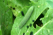 菜青虫,菜青虫的生物学特征及其防治方法