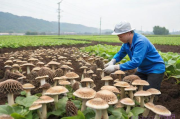 羊肚菌种植与技术,羊肚菌种植与技术要点