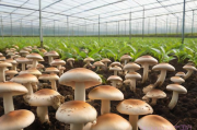 香菇的种植方法和技术,香菇的种植方法和技术与管理