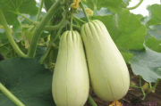 佛手瓜种植的技术,佛手瓜种植技术大全