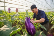 温室茄子种植技术,温室茄子种植技术视频