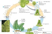 为什么植物具备抗旱性和抗寒性 (为什么植物具有向光性和向重力性生长?)