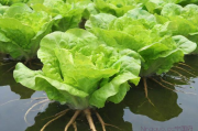 水上生菜种植技术,水上种菜有哪些品种