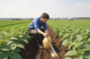 土豆种植技术视频在线,土豆种植视频每日农经
