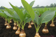 马蹄荸荠的种植技术,马蹄荸荠怎么种植