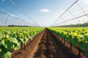 大棚葡萄种植技术管理,大棚葡萄种植技术管理方法