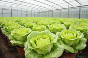 冬天大棚生菜种植技术,简易大棚冬季生菜种植技术