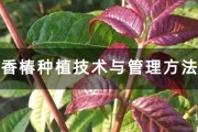 香椿如何育种 (香椿如何育种种子)