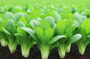 种植青菜的技术和方法,种植青菜的技术和方法有哪些
