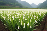 贵州白芨种植技术视频,药材白芨种植