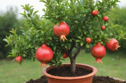 石榴种植盆栽技术,石榴种植盆栽技术要点