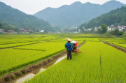 水稻种植技术及方法,水稻种植有几种方法