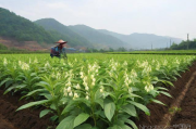 贝母栽培和种植技术,贝母种植效益及前景