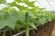 大棚丝瓜种植管理技术,大棚丝瓜育苗方法