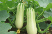 西葫芦种植技术完整版,西葫芦种植方法