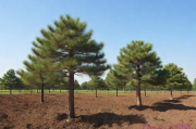 松树苗种植技术,松树苗种植技术要点