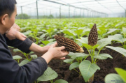 羊肚菌种植技术培训哪家好,羊肚菌种植成功案例