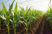 大棚玉米种植技术,大棚玉米怎样育苗