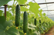大棚黄瓜的种植管理技术要点的简单介绍