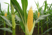 甜玉米种植及管理技术,甜玉米种植技术与管理