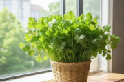 阳台香菜种植技术,阳台香菜种植技术视频