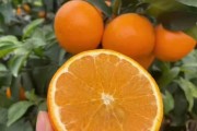 褚橙与皇帝柑是同一种水果吗 (褚橙和褚柑哪个好吃)