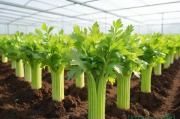 芹菜育苗种植技术视频,芹菜育苗种植技术视频讲解