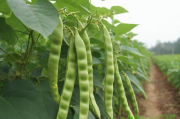 高州四季豆种植技术,高州四季豆种植技术与管理