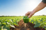 青椒种植技术视频,青椒怎样种植技术视频