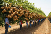 龙眼果种植技术,龙眼的栽培技术