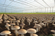 羊肚菌种植技术成熟吗,羊肚菌种植怎么样