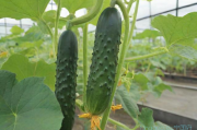 黄瓜温室种植技术,温室黄瓜管理和病虫害防治