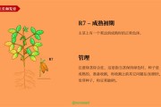 大豆成长调理剂的作用和种类有哪些 (大豆如何控长高)