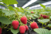 冷库树莓种植技术,冷库树莓种植技术与管理