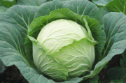 夏季白菜种植技术,夏季白菜种植技术详解