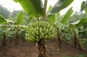 香蕉树种植技术,香蕉树种植要注意哪些事项