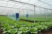 现代蔬菜大棚种植技术,现代化大棚蔬菜种植