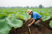 莲藕种植技术和打药,莲藕种植技术与施肥