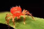 红蜘蛛,柑橘种植者的“隐形杀手”