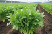 大叶茼蒿种植技术,大叶茼蒿的功效与作用禁忌