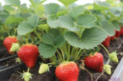 草莓种苗种植技术,草莓种苗种植技术与管理
