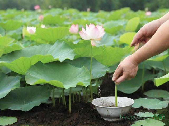 荷花碗莲种植技术视频,荷花碗莲种植方法和注意事项