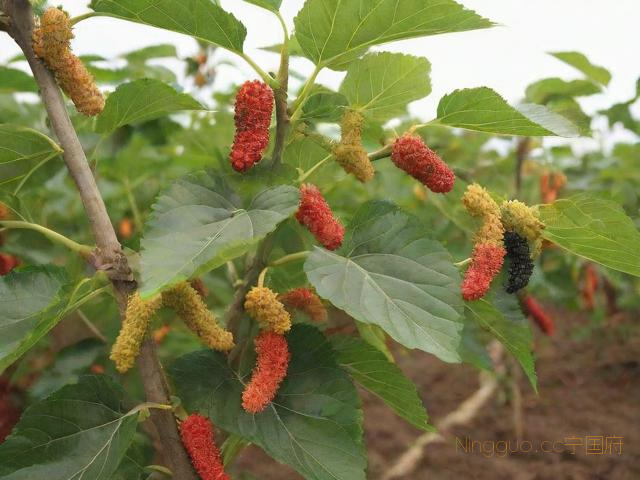 桑黄种植技术培训,桑黄种植技术培训内容