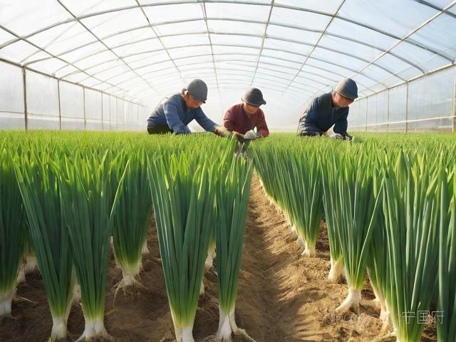 大棚葱种植技术,大棚葱的种植怎样种植